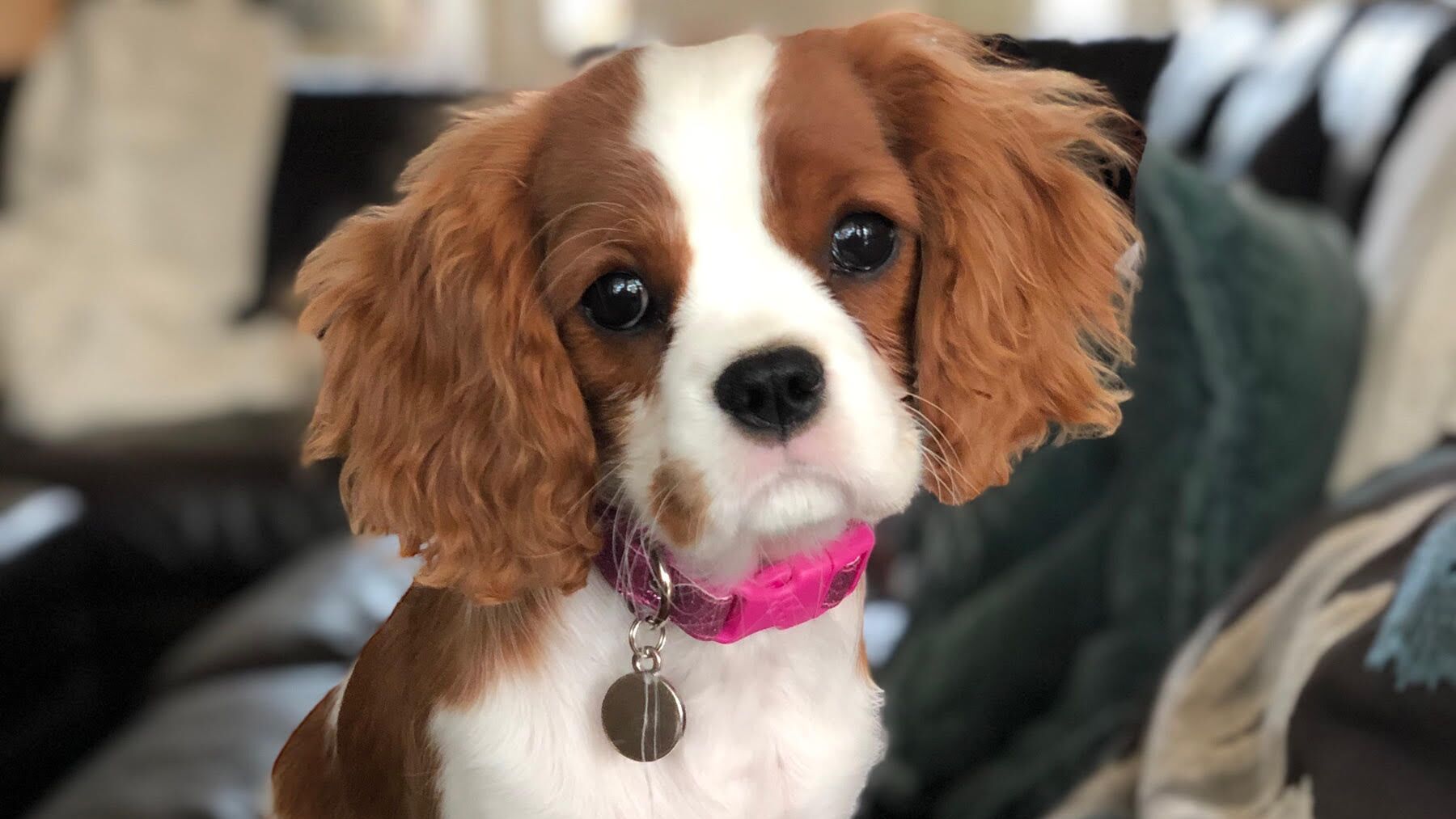 CBD for Pets