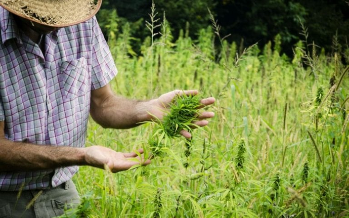 Farmers to FDA: Only CBD From American-Grown Hemp Is Legal