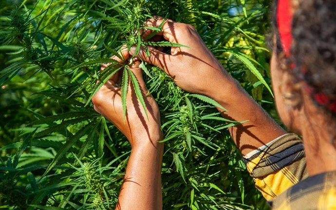 One Among Hemp’s 25,000 Uses? Diversifying Commercial Agriculture
